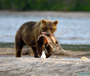 Two sockeye dinner åäâåäèöà ïîéìàëà 2 íåðêè